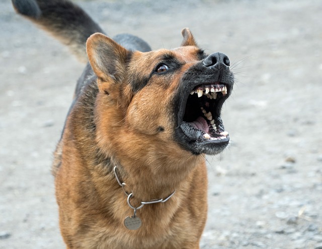 Read more about the article Dog Aggression: Why My Dog Bites Me for No Reason?