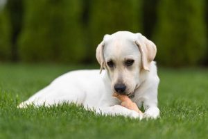 Read more about the article Dog Food Allergy – Causes, Symptoms and Treatment