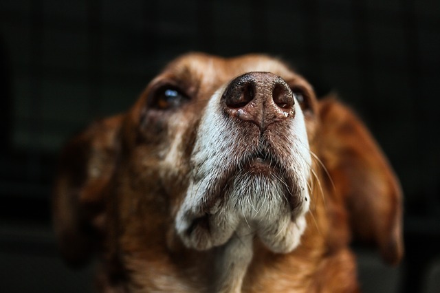 Canine Hepatitis dog fur photo