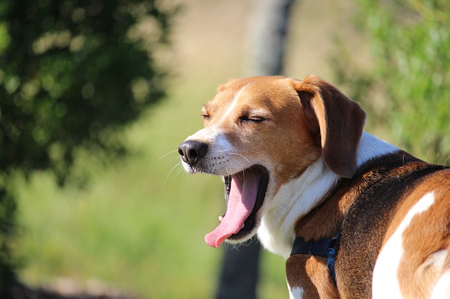 Read more about the article Reverse Sneezing in Dogs – Symptoms, Causes and Treatment