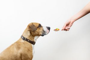 Read more about the article Can I give my dog ibuprofen? – Full Guide