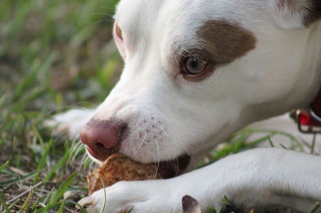 Read more about the article Dog Poisoning First Aid – How to Treat a Poisoned Dog?