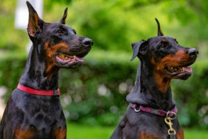 Read more about the article 10 Best Breeds For Guard Dogs – Guide