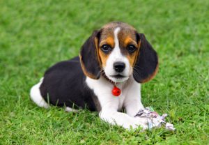 Read more about the article Beagle Health Issues and Tips on Caring for Your Puppy