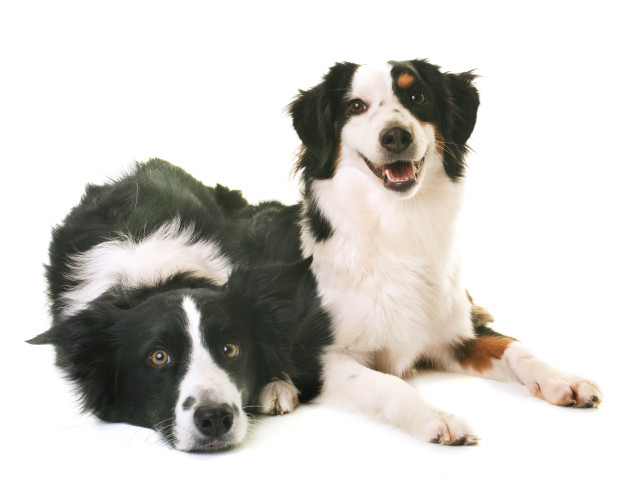 Read more about the article Miniature Australian Shepherd – Complete Guide