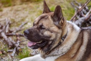 Read more about the article Dog Breed Profile: American Akitas