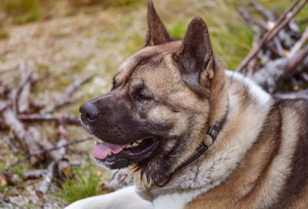 Best Breeds For Guard Dogs guide