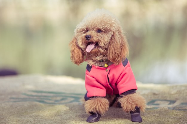 Read more about the article How to Choose a Dog Snuggie Guide
