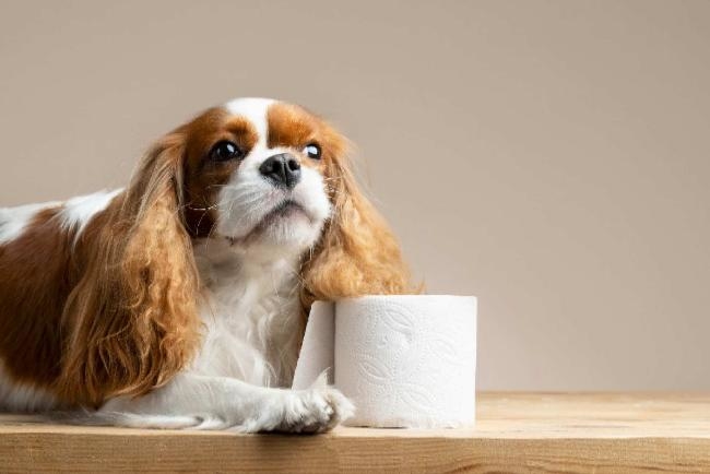 homemade laxatives for dogs